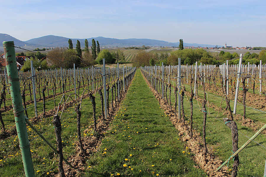 Ein Weinberg der Rebsorte Merlot im April.