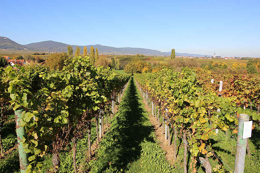 Ein Weinberg der Rebsorte Merlot im Oktober nach der Weinlese