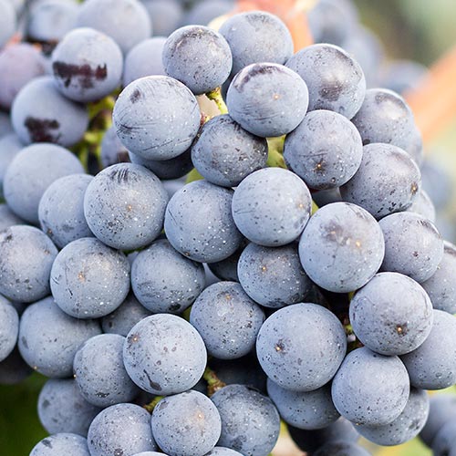 Reife Weintrauben der Rebsorte Merlot an einem Rebstock.