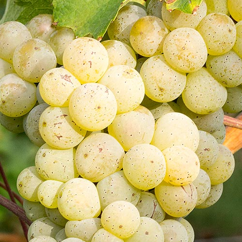 Reife Weintrauben der Rebsorte Riesling an einem Rebstock.